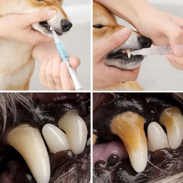 Pet's Teeth Health By Repairing and Preventing Disease